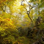 1142678_wildforest 1142678_wildforest