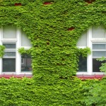 1236780_ivywindows 1236780_ivywindows