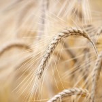 1280318_grain1 1280318_grain1