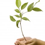 1686257_sapling 1686257_sapling