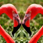 206019_flamingos 206019_flamingos