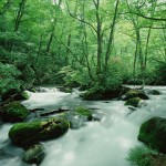 224274_creek-in-woods2 224274_creek-in-woods2