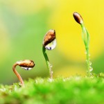 237619_buds 237619_buds