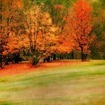 279650_autumn_stand 279650_autumn_stand