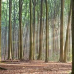 298599_sunnyforest 298599_sunnyforest