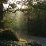 3259762_sunlit-path 3259762_sunlit-path