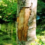 3315424_bark 3315424_bark