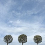 412917_3trees_sky1 412917_3trees_sky1
