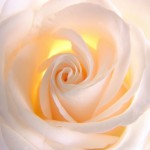 422763_whiterose1 422763_whiterose1