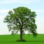 441583_onetree 441583_onetree