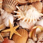 634587_seashells1 634587_seashells1
