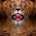 771705_lion1 771705_lion1
