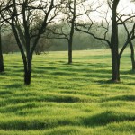 889479_springmeadow 889479_springmeadow