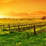 919716_vineyard1 919716_vineyard1